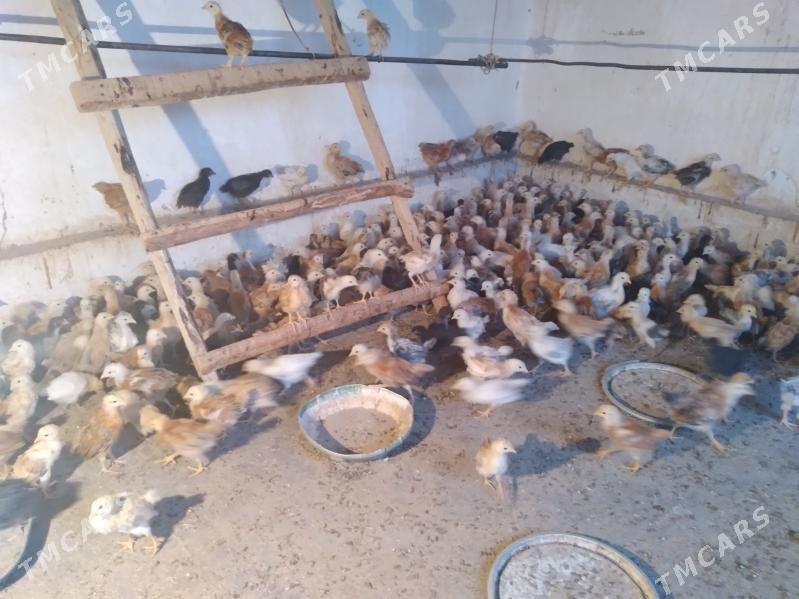 juyje - Кака - img 5