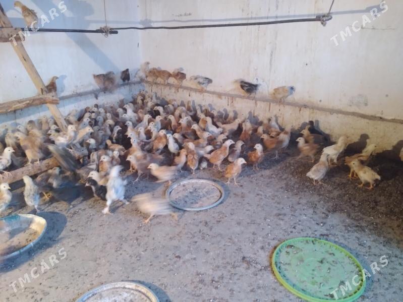 juyje - Кака - img 4