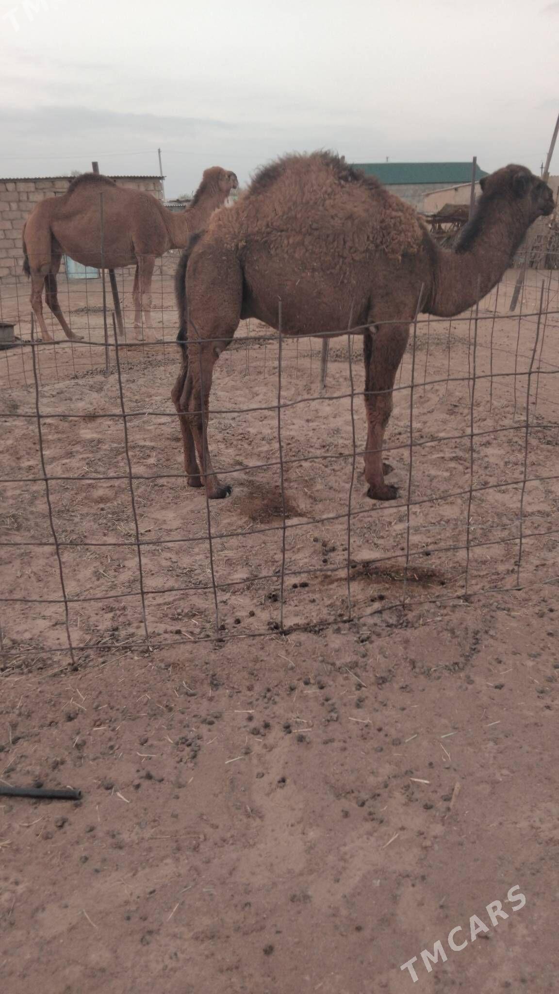 Duye torymly - Ак-Бугдайский этрап - img 3