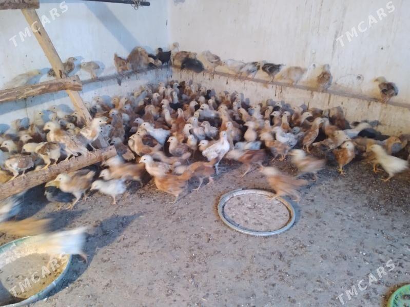 juyje - Кака - img 3