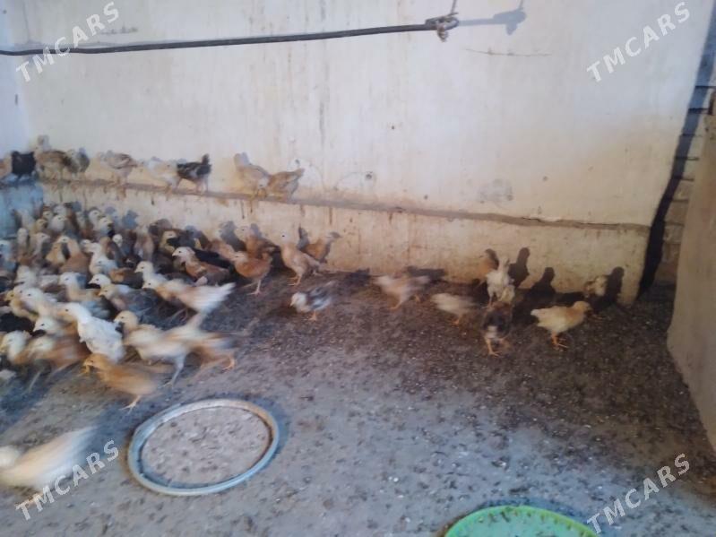 juyje - Кака - img 2