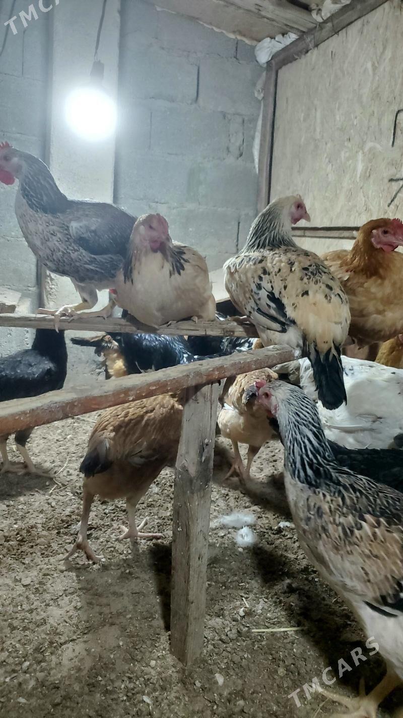 towuk - Балканабат - img 2