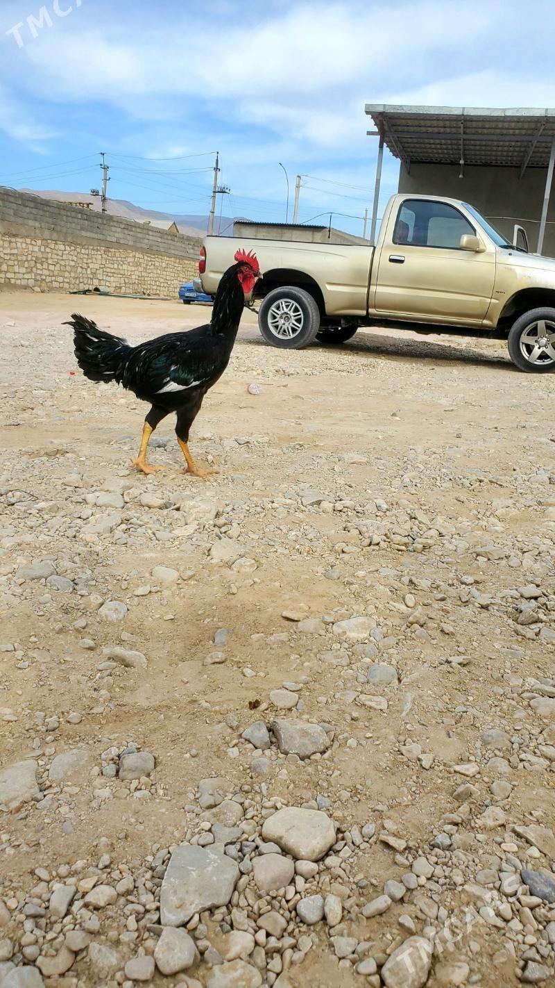 towuk - Балканабат - img 4