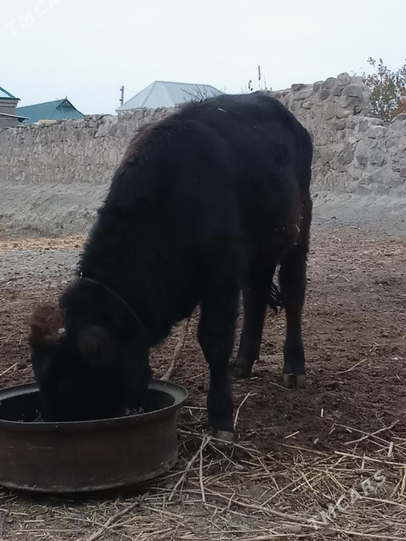 öküzçe - Бахарден - img 3