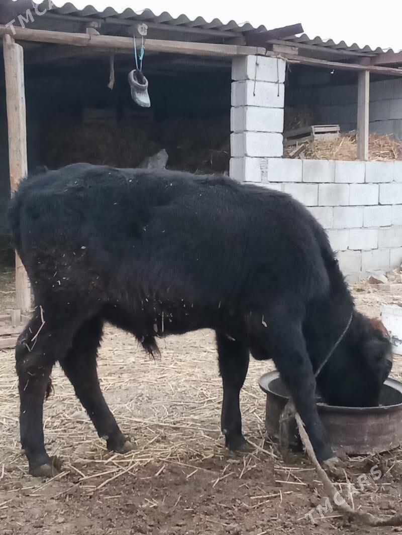 öküzçe - Бахарден - img 1