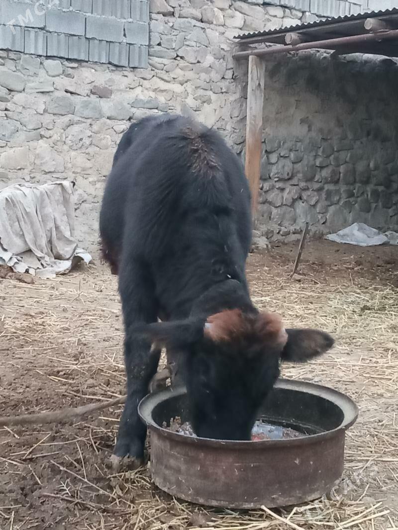 öküzçe - Бахарден - img 2