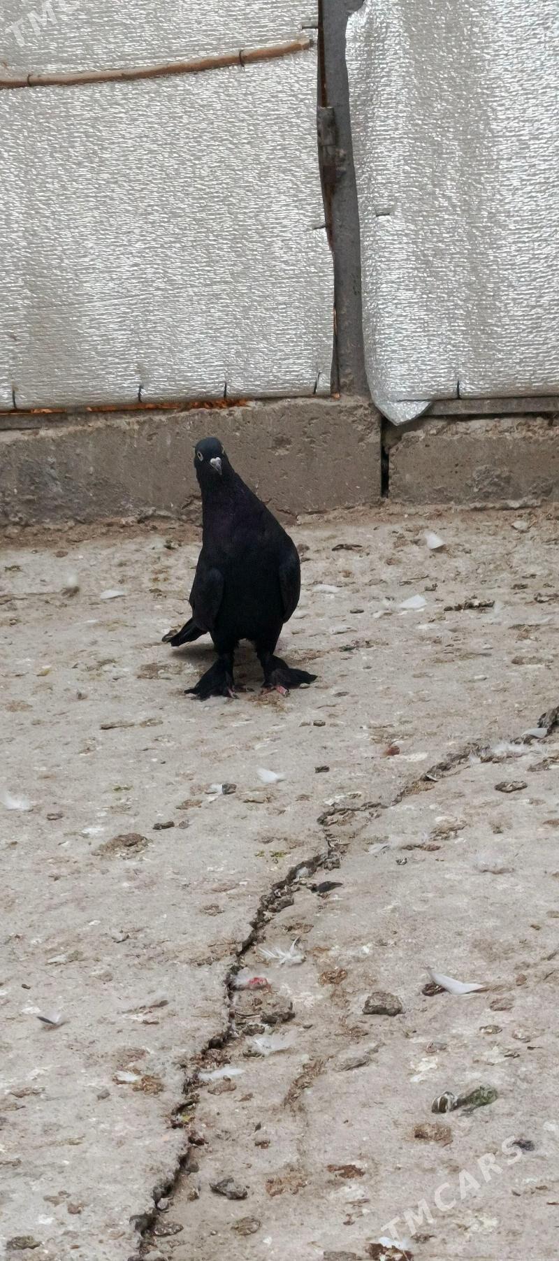 kepderi - Хитровка - img 3