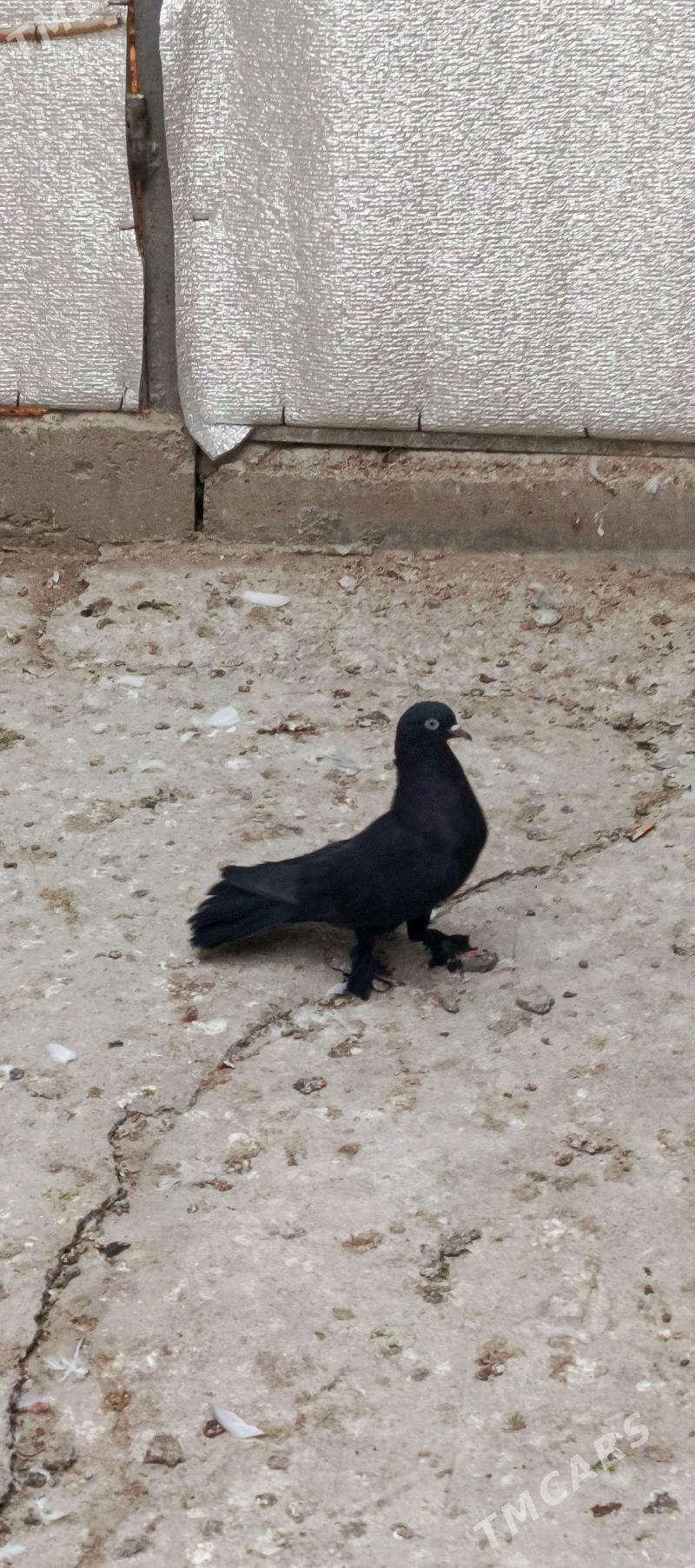 kepderi - Хитровка - img 2