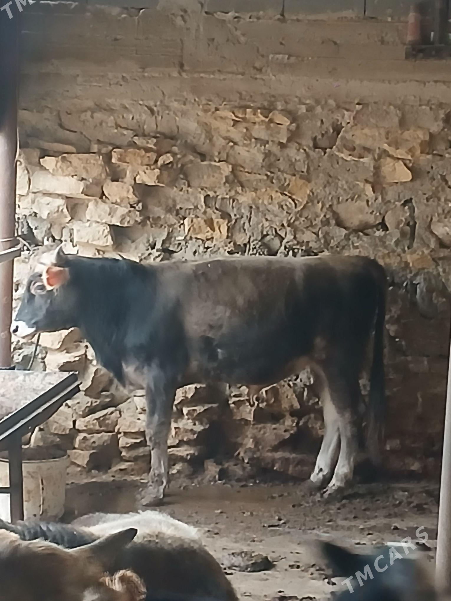 okuz - Gyzylarbat - img 2