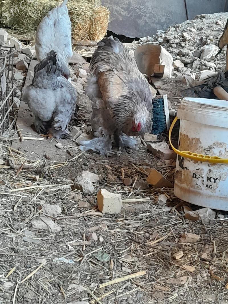 Brama - Ашхабад - img 2