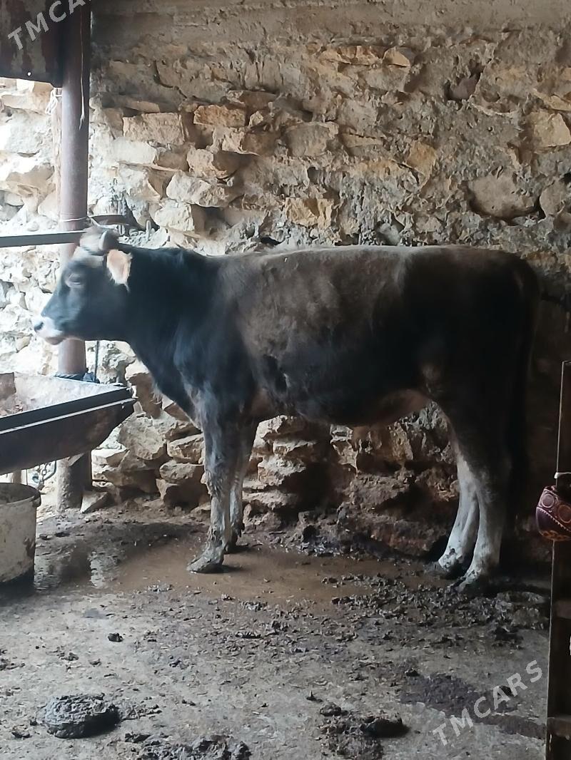 okuz - Gyzylarbat - img 3