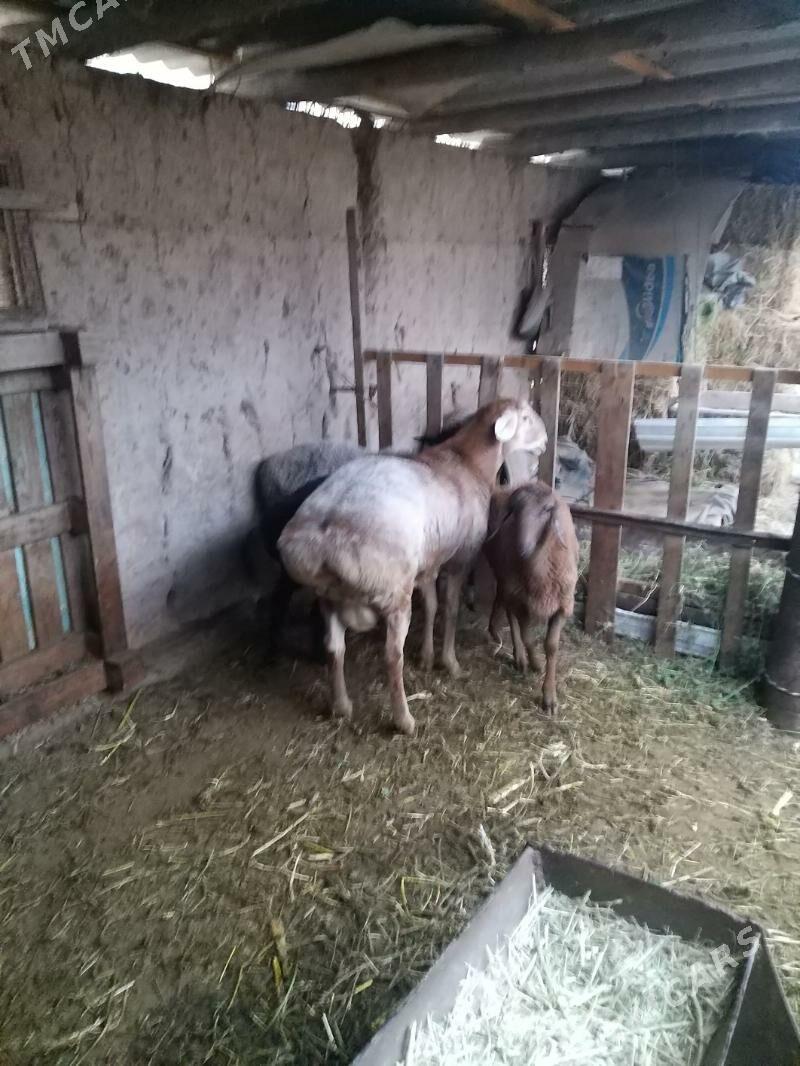 goyun - Чарджоу - img 2