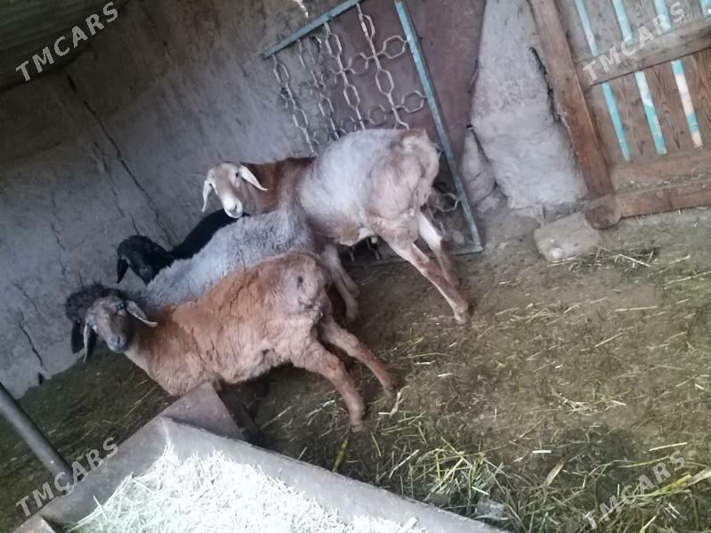 goyun - Чарджоу - img 5