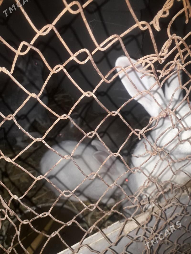 Towşan - Büzmeýin - img 2