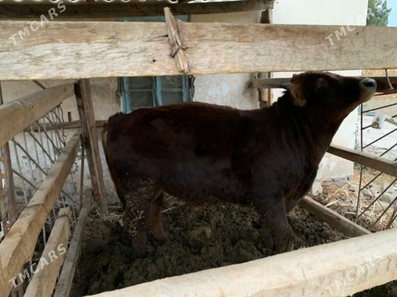 okuz - Мары - img 2