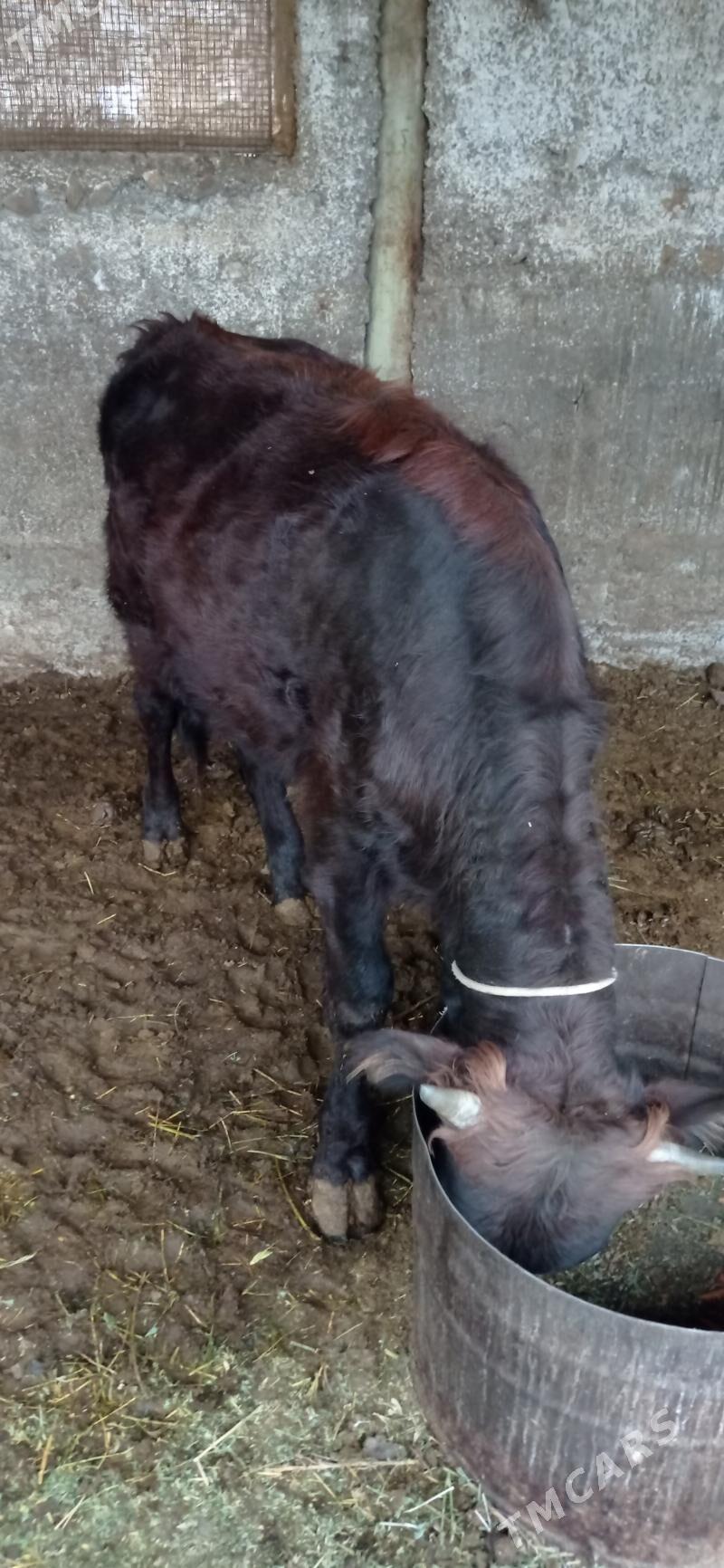 öküz 1 ŷaşan - Ашхабад - img 3