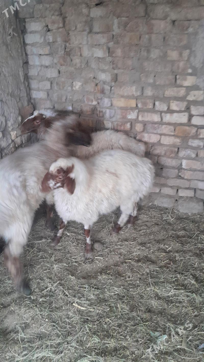 tokly iṣșek cykan - Bagyr - img 2