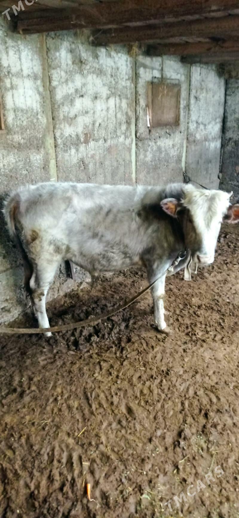 öküz 1 ŷaşan - Ашхабад - img 2