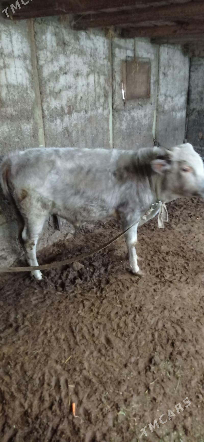 öküz 1 ŷaşan - Ашхабад - img 4