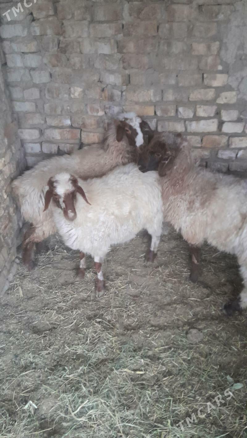 tokly iṣșek cykan - Bagyr - img 3