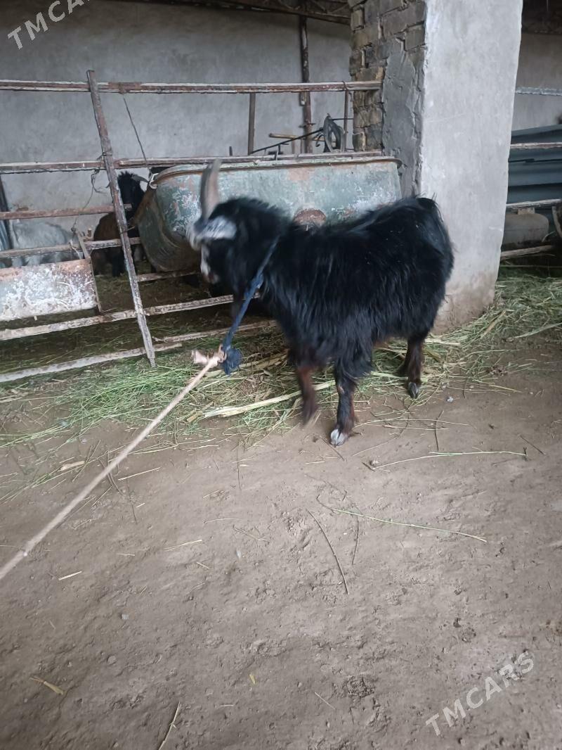 Geçi - Фарап - img 2