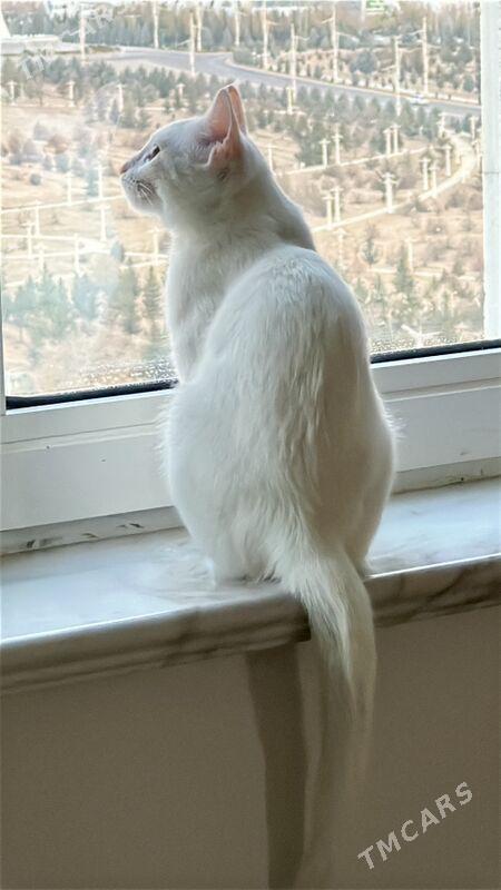 кошка - Aşgabat - img 4