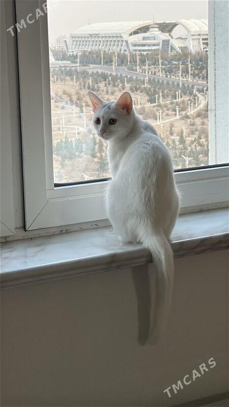 кошка - Aşgabat - img 2