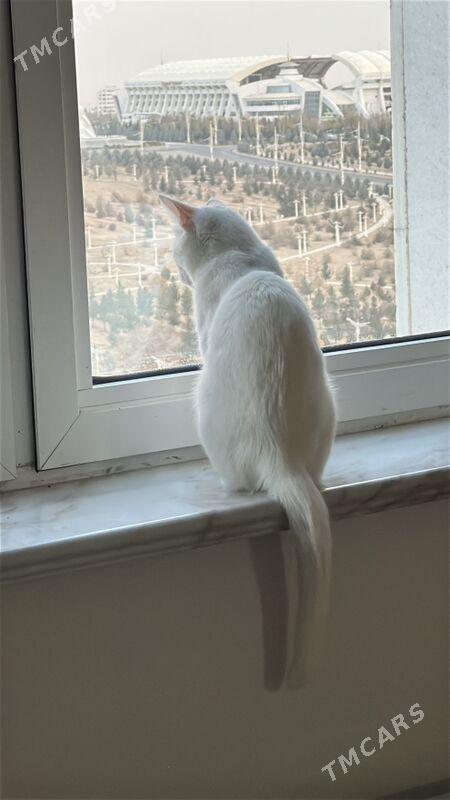 кошка - Aşgabat - img 3
