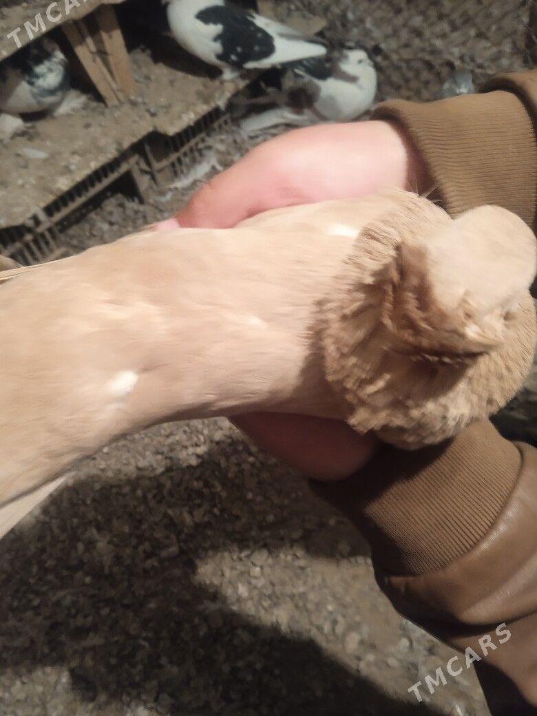 kepderi - Сакарчага - img 6