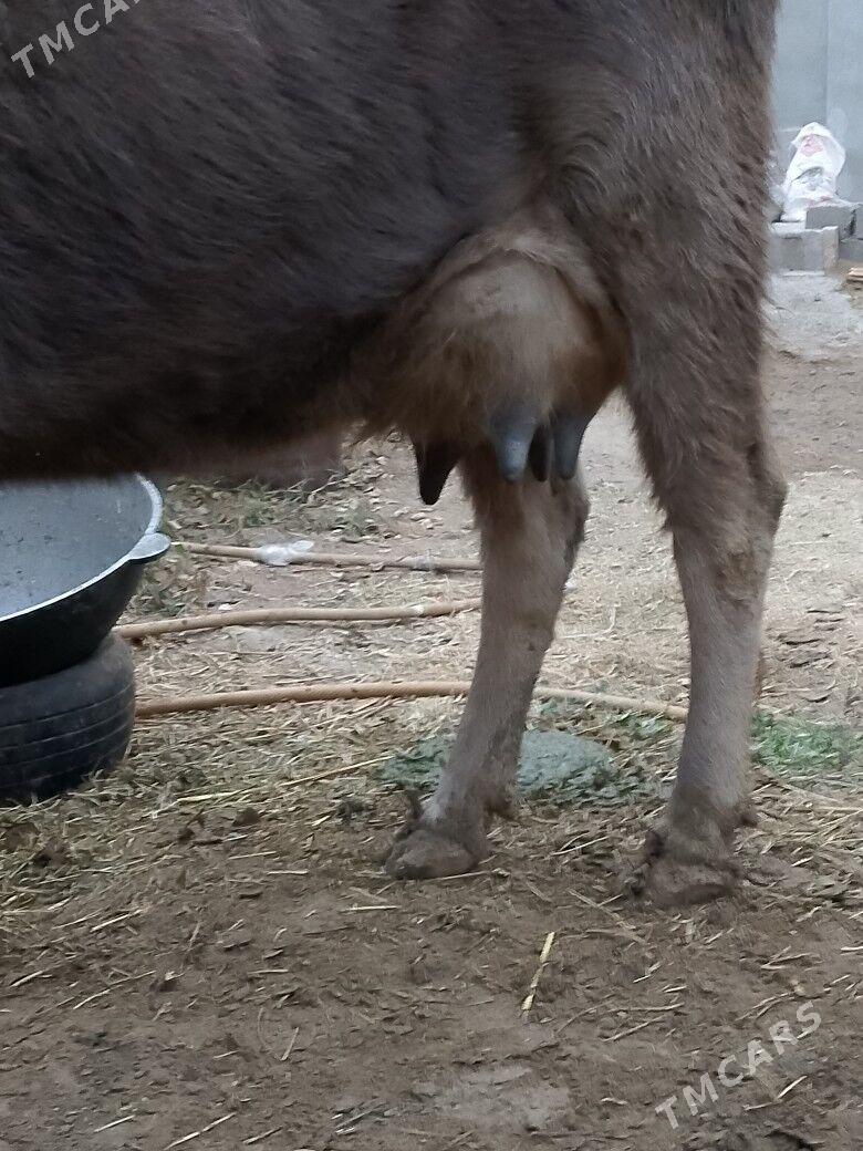 Göleli Sygyr - Çoganly - img 2