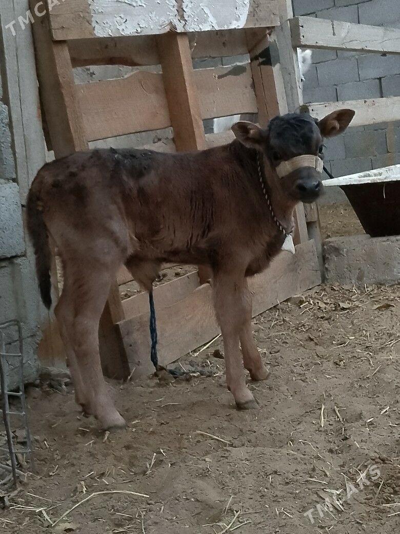 Göleli Sygyr - Çoganly - img 3