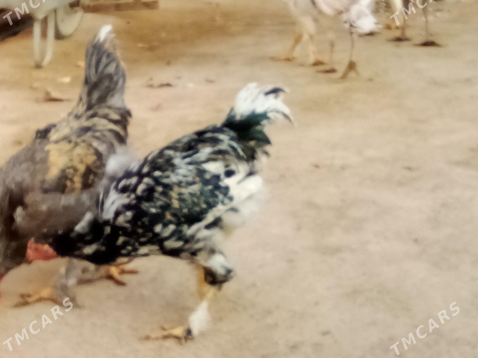 Horazlar we induklar - Гызыларбат - img 2