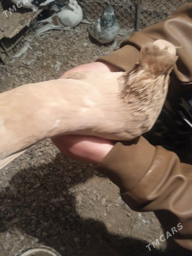 kepderi - Сакарчага - img 2