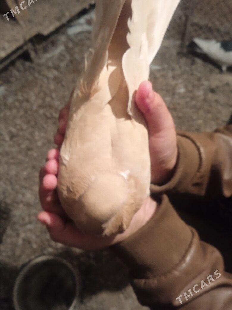 kepderi - Сакарчага - img 5