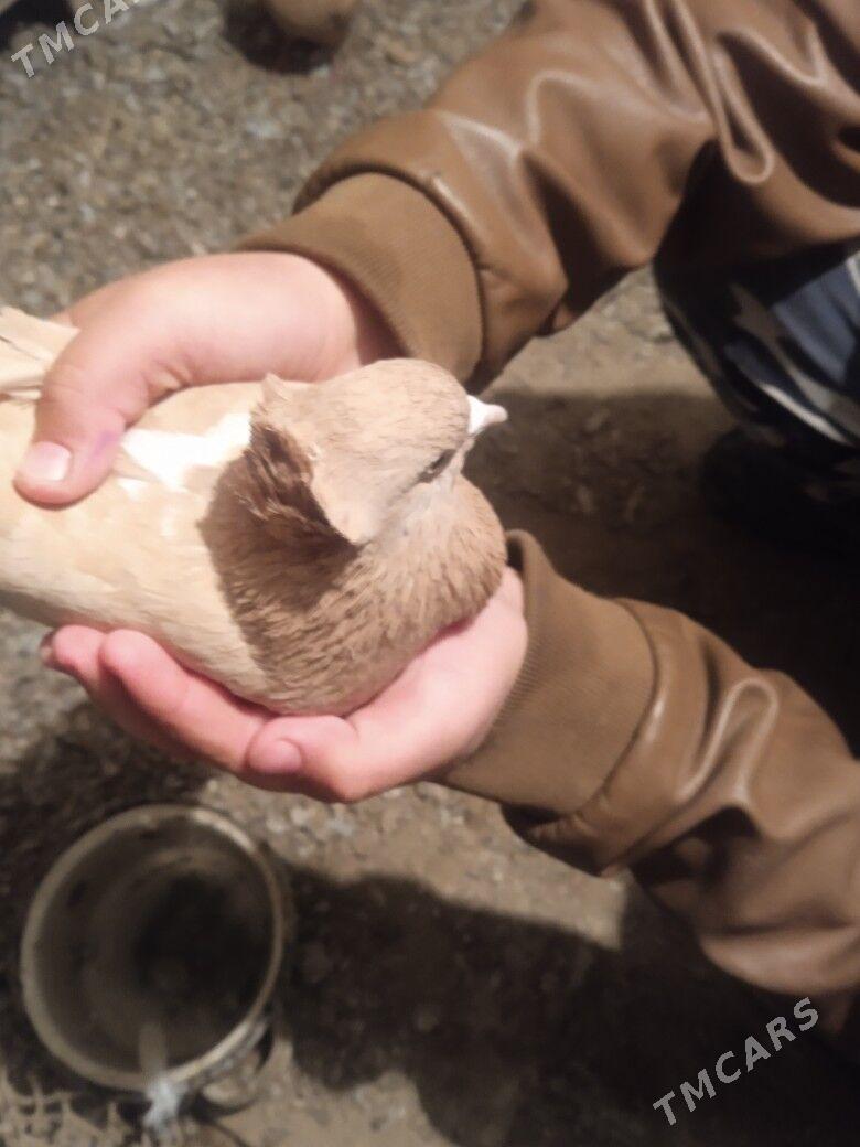 kepderi - Сакарчага - img 4