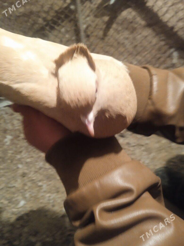 kepderi - Сакарчага - img 3