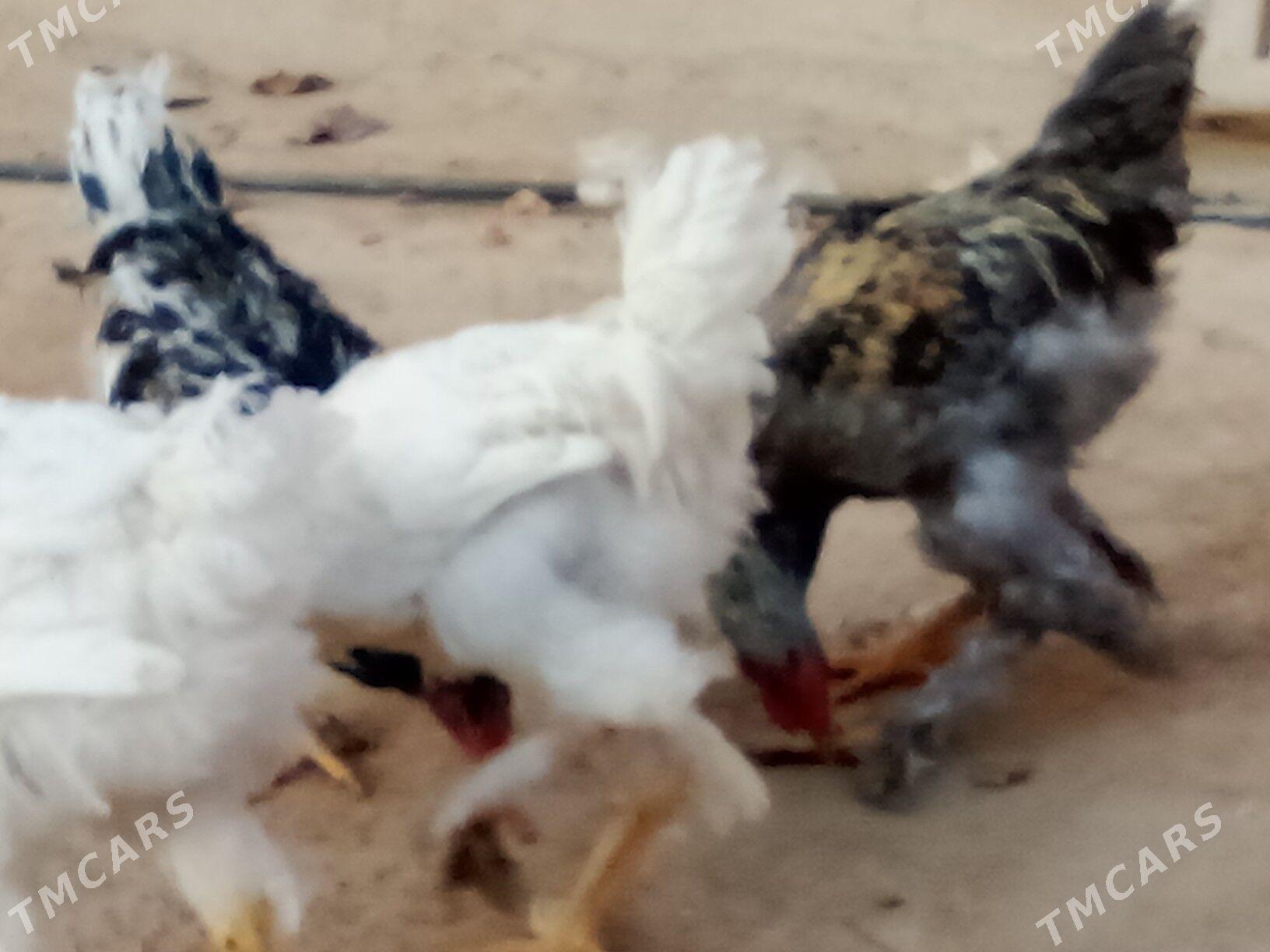 Horazlar we induklar - Гызыларбат - img 6