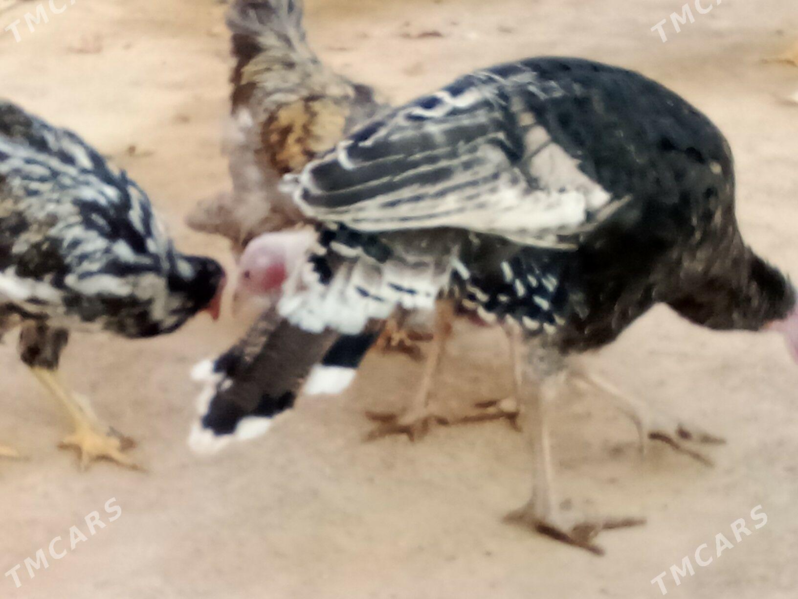 Horazlar we induklar - Гызыларбат - img 3