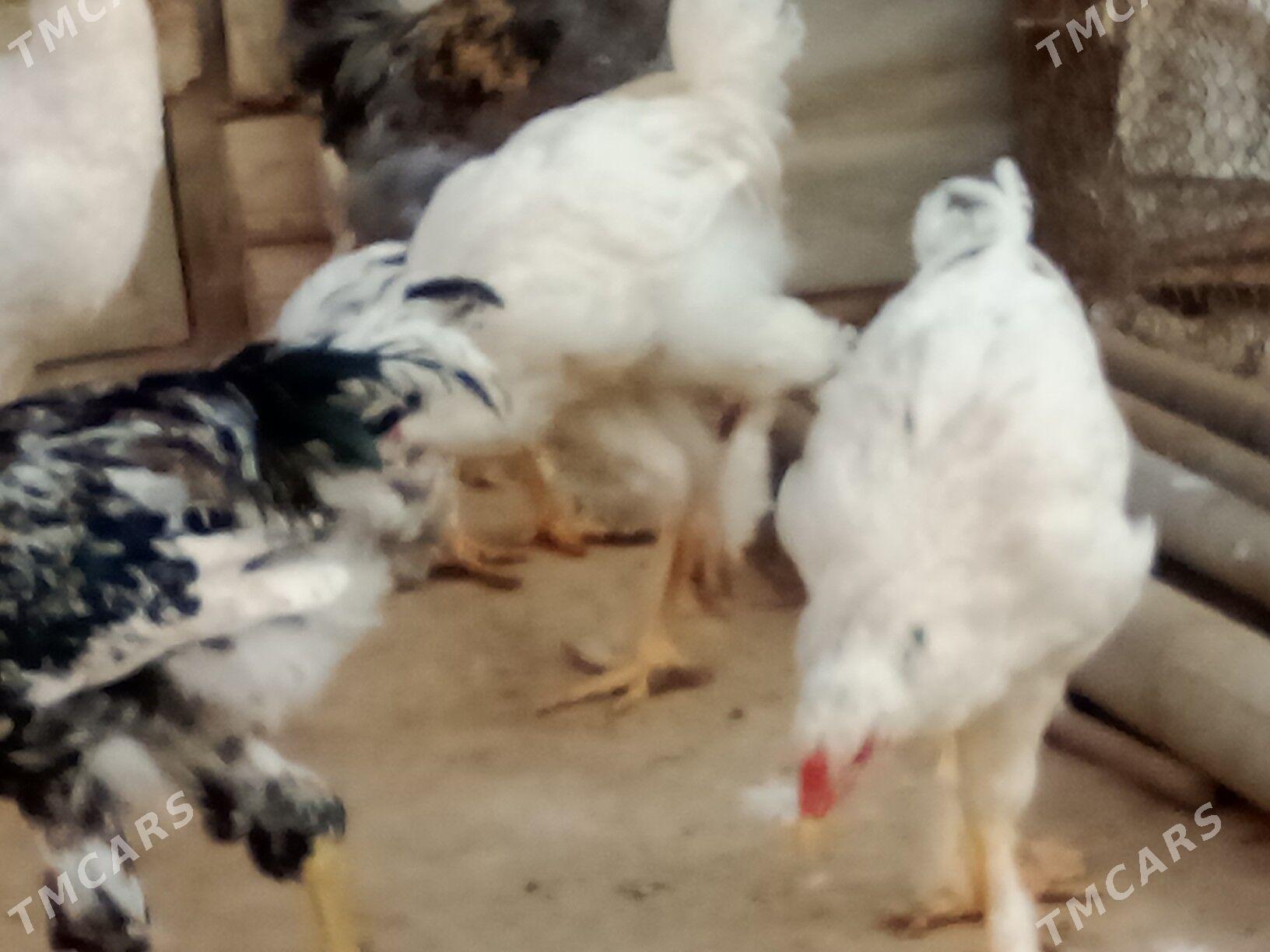 Horazlar we induklar - Гызыларбат - img 4