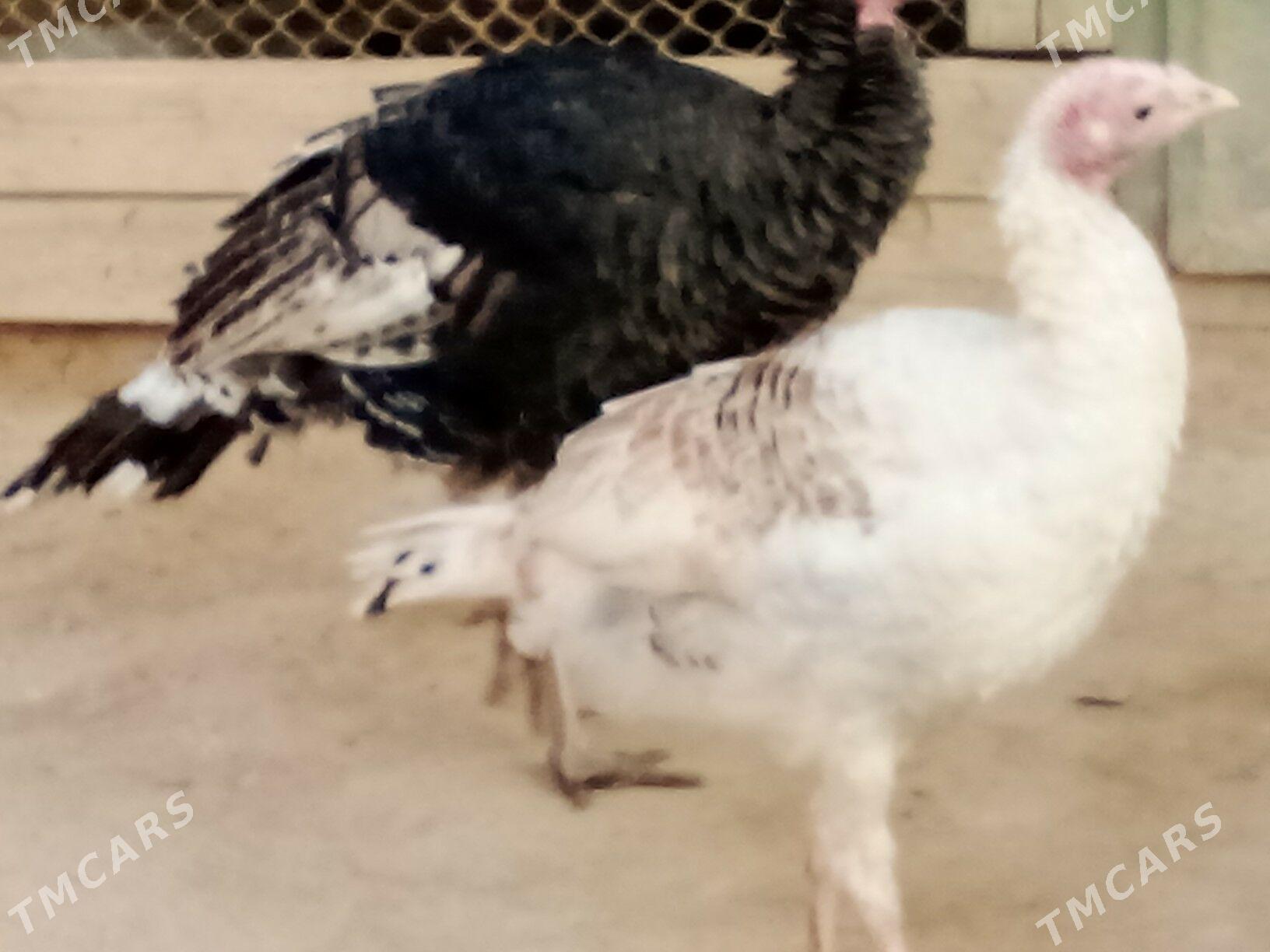 Horazlar we induklar - Гызыларбат - img 5