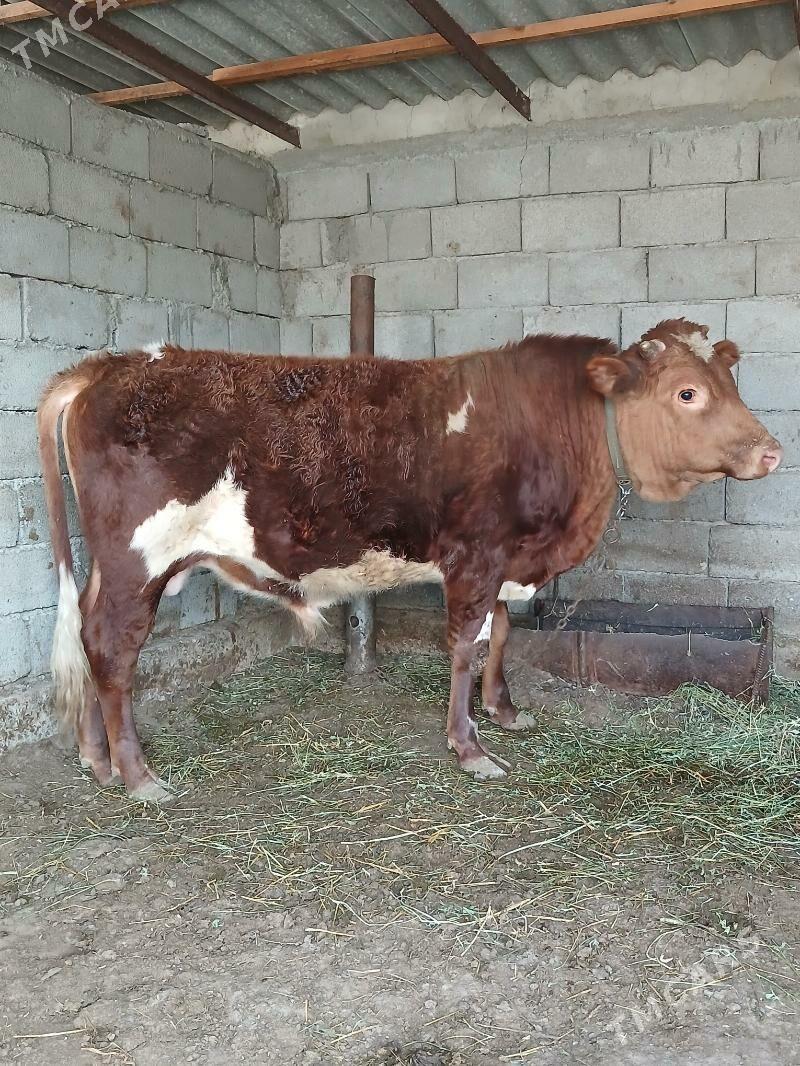 bakylan öküz - Гёкдепе - img 2