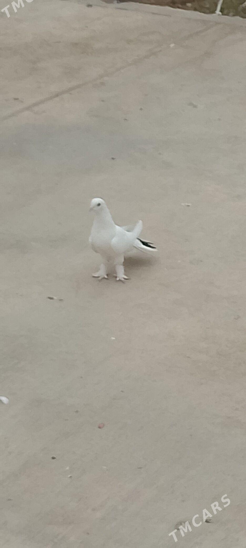 kepderi - Çoganly - img 3