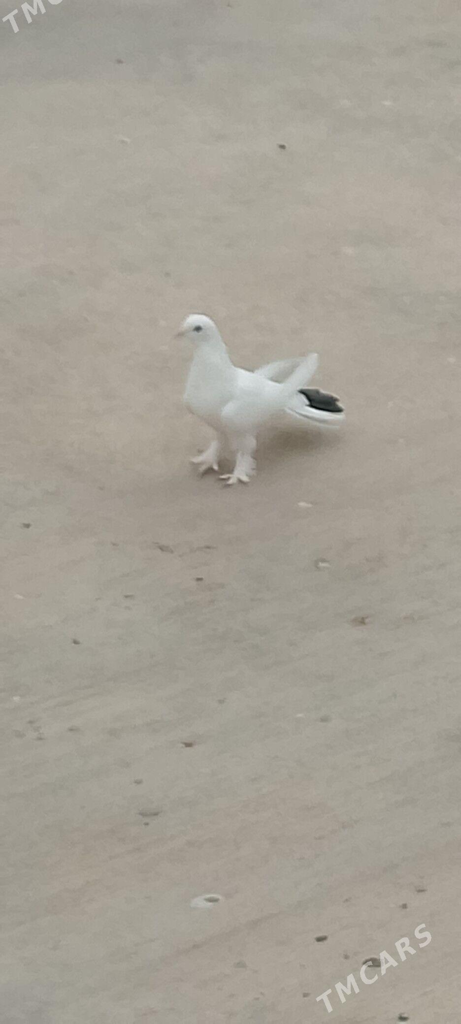 kepderi - Çoganly - img 4