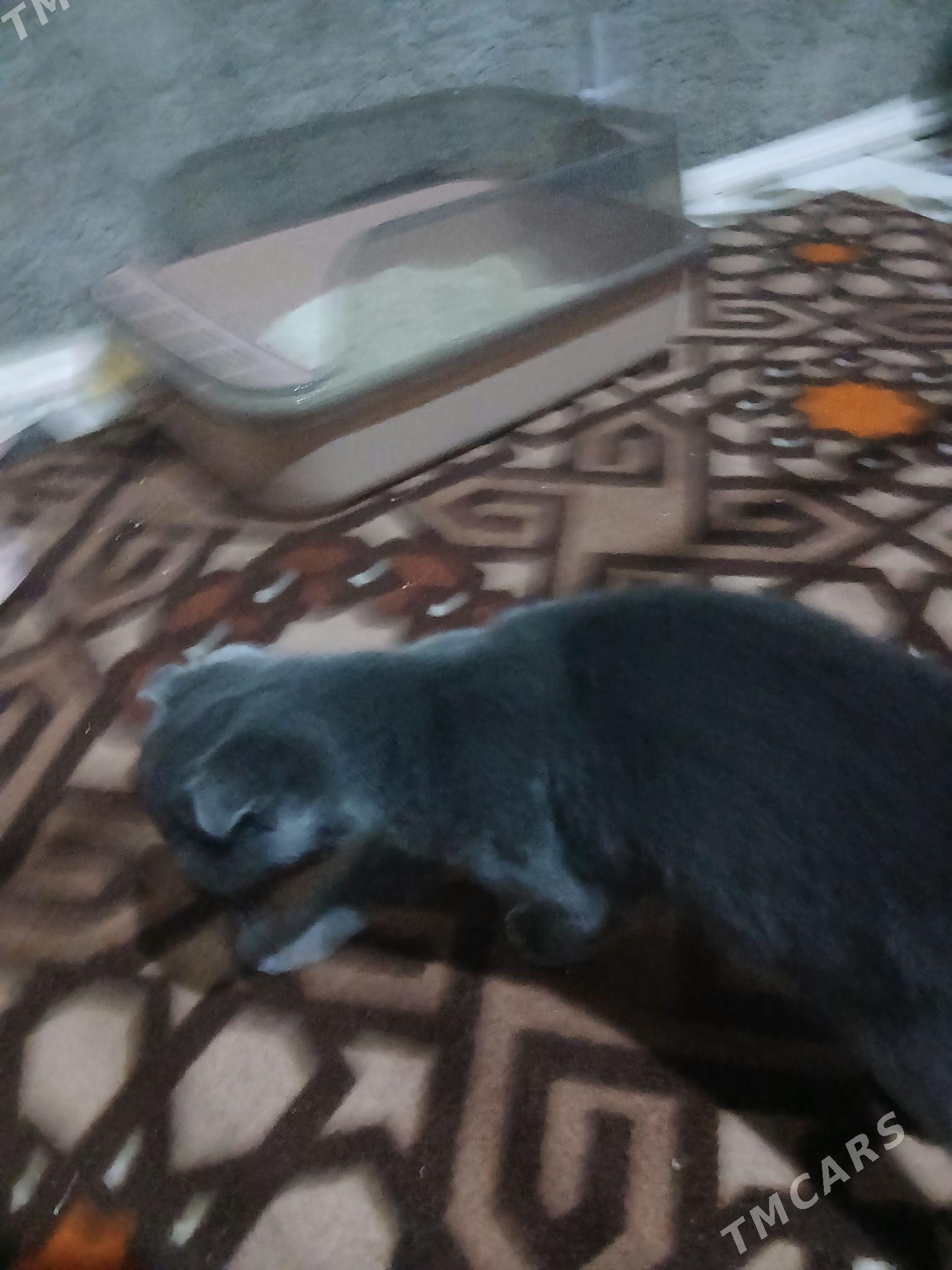 Pişik Scottish-fold - Туркменабат - img 3