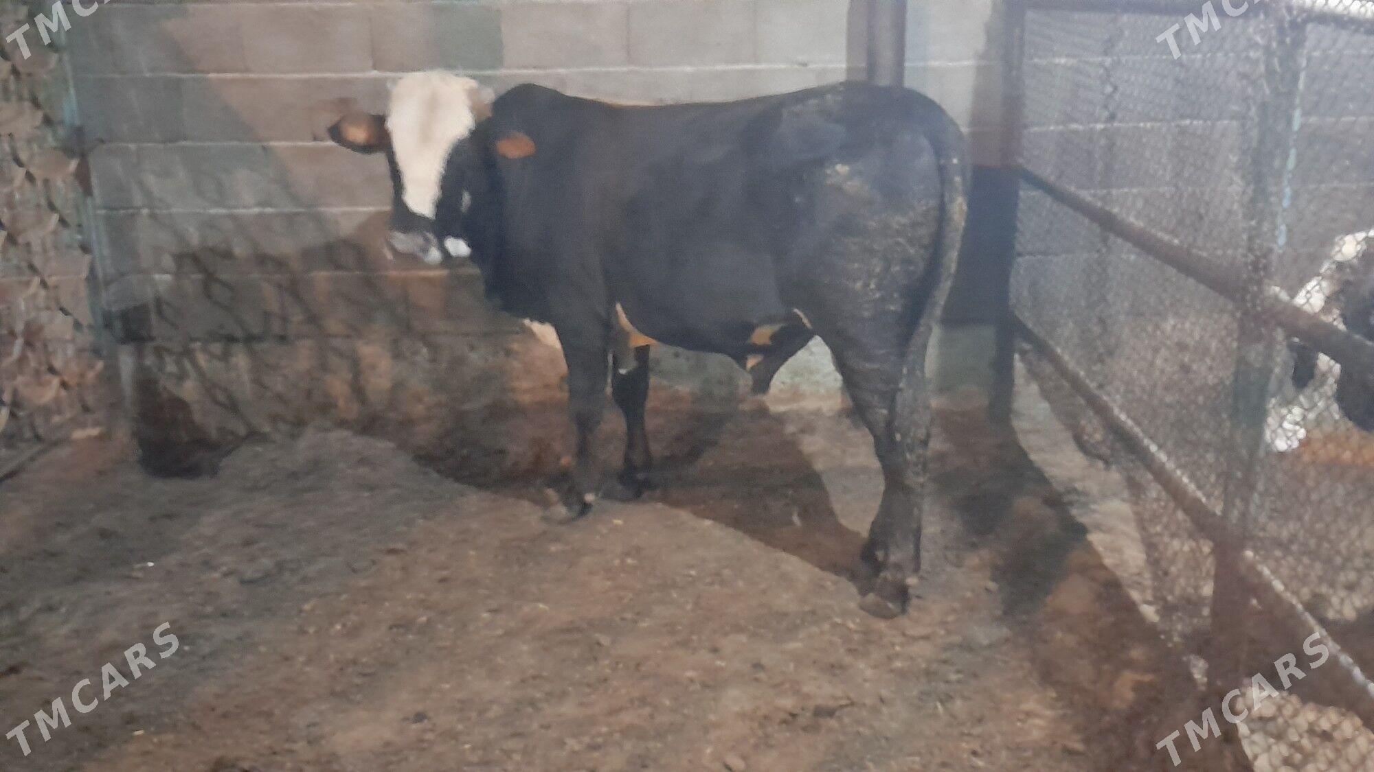 Okuz - Ак-Бугдайский этрап - img 3