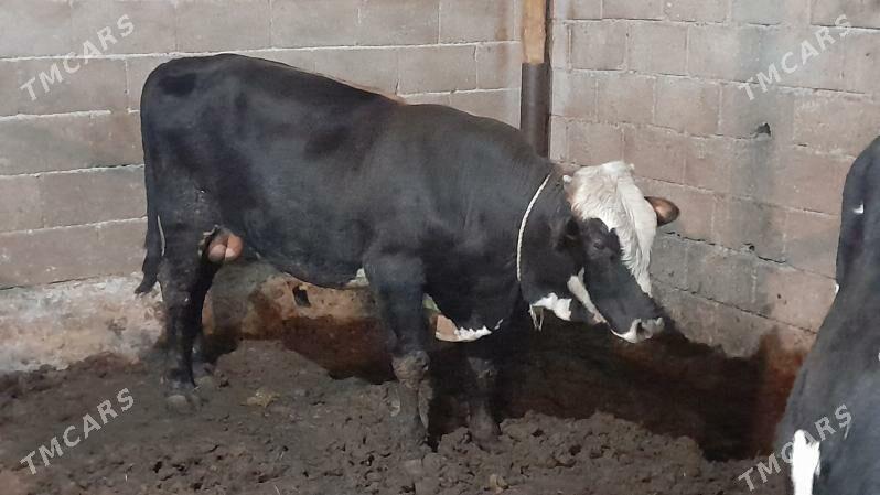 Okuz - Ак-Бугдайский этрап - img 2