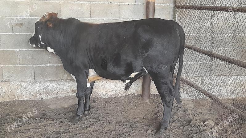 Okuz - Ак-Бугдайский этрап - img 6