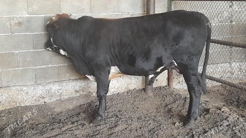 Okuz - Ак-Бугдайский этрап - img 7