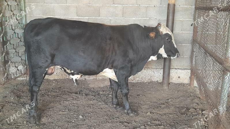 Okuz - Ак-Бугдайский этрап - img 4