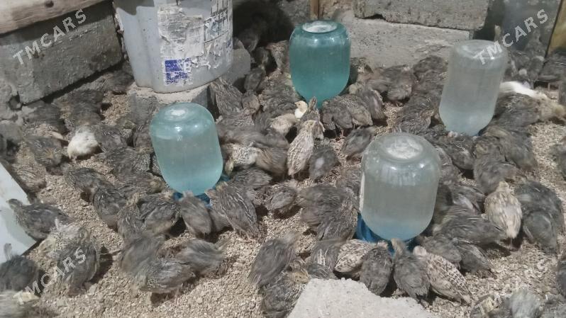 Bedene Juje - Бедев - img 2